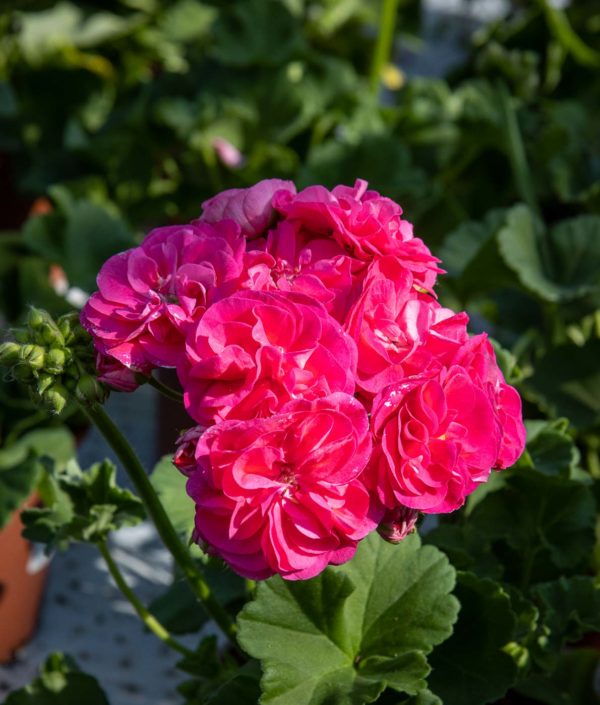 Pelargoni Rosalinda