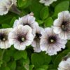petunia surffinia ruukussa