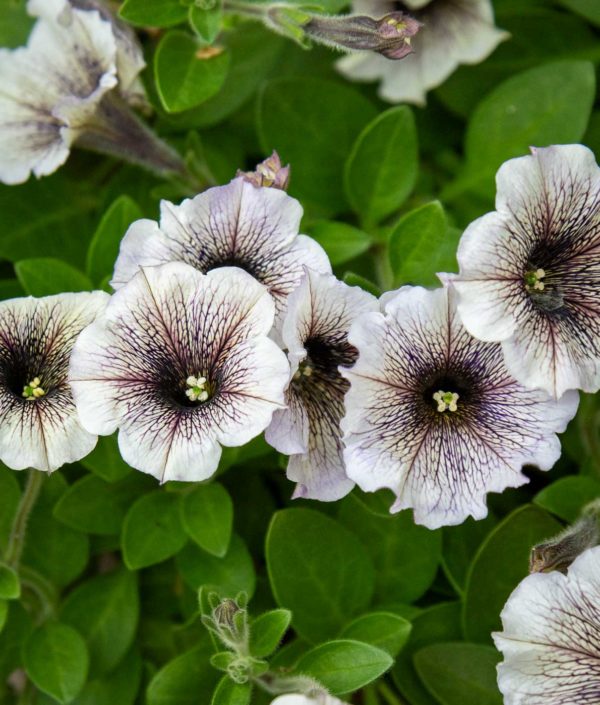 petunia surffinia ruukussa