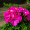 Pelargoni