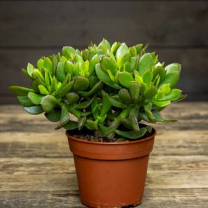 crassula ovata
