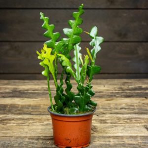 kalanruotokaktus