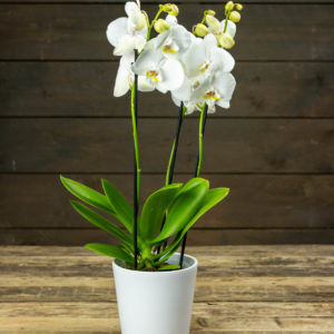 Perhoskämmekkä Orkidea valkoisessa suojaruukussa