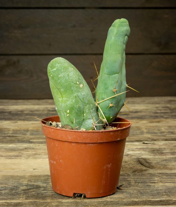 Trichocereus Bridgesii var. Monstrose kaktus ruukussa