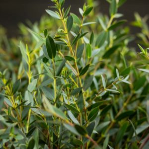 eukalyptus parvifovolia