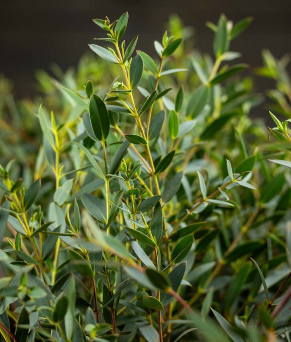 eukalyptus parvifovolia