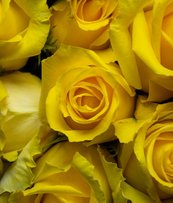 keltainen ruusun kukka