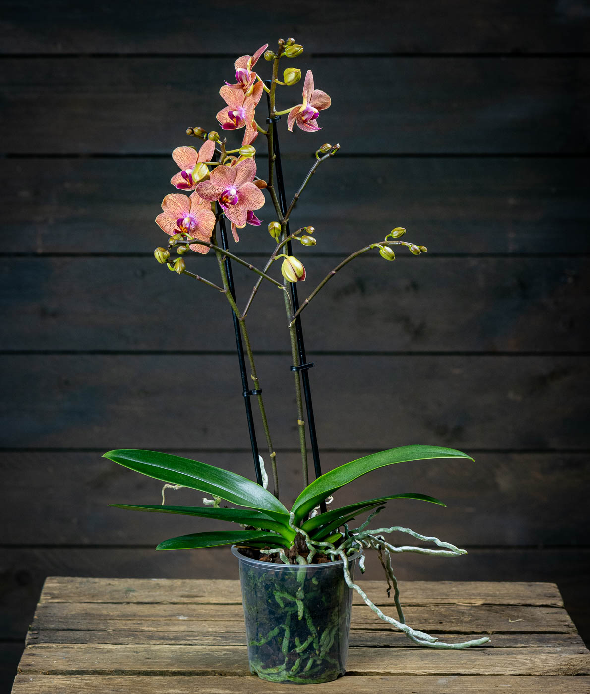 orkidea eli perhoskämmekkä