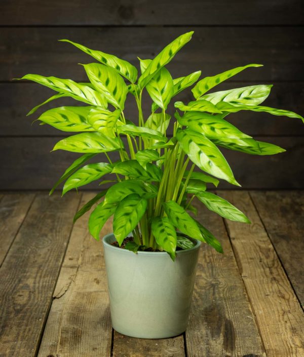 Calathea leopardina