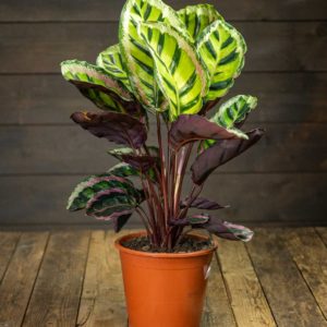 Calathea, maija