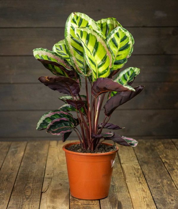 Calathea, maija