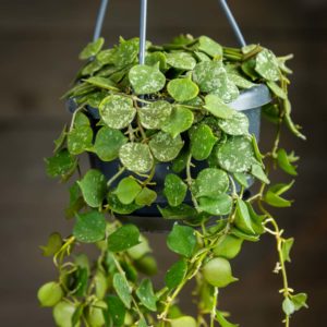 Hoya curtisii