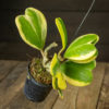 Herttaposliinikukka Variegata