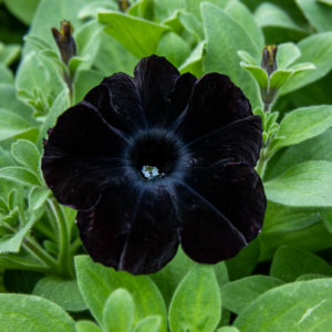 musta petunia