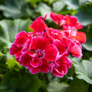 Pelargoni