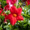 punaien maljaköynnöksen kukka