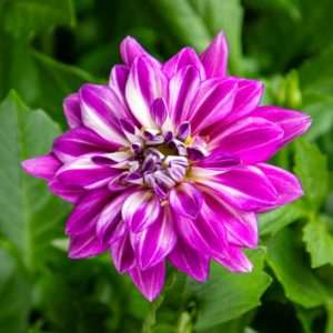 Daalia