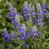 härmesalvia