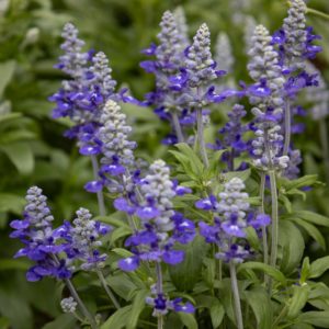 härmesalvia