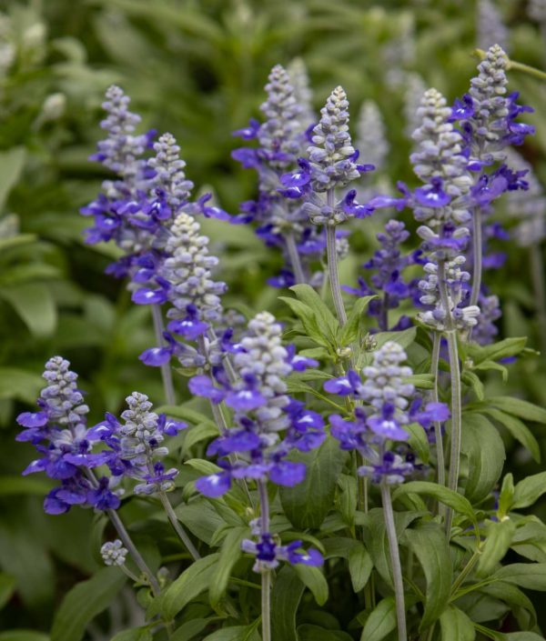 härmesalvia