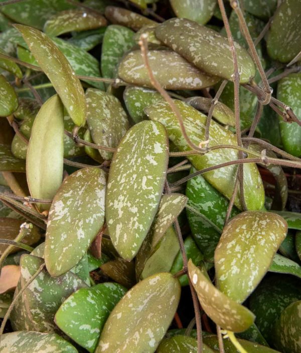 hoya Sigillatis