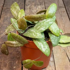 hoya