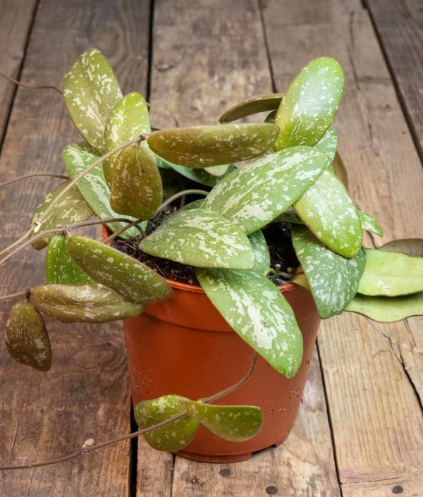 hoya