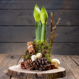 Jouluinen amaryllisasetelma istutettuna puukiekon päälle sammalpetiin, koristeltuna luonnonmateriaaleilla.