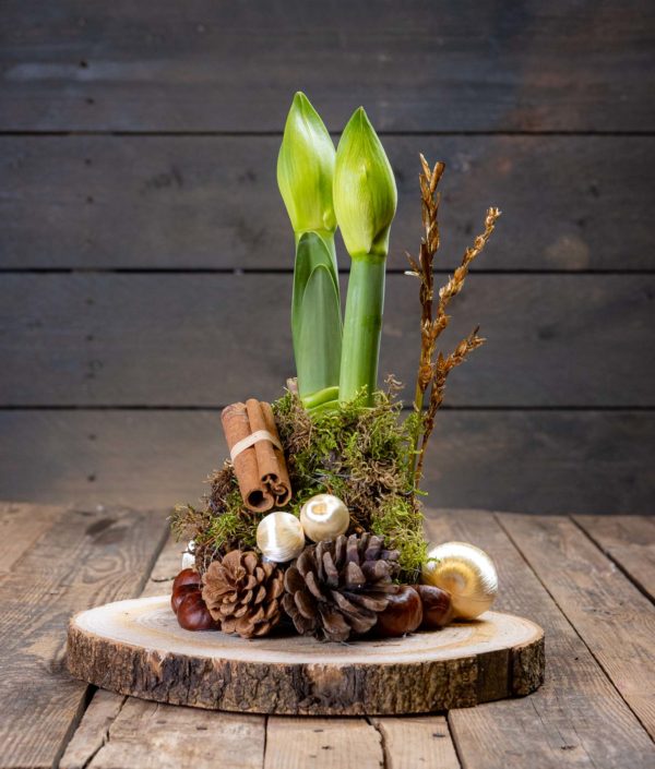 Amaryllis puualustalla