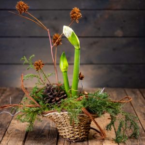 Luonnonläheinen amaryllisistutus