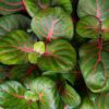 fittonia