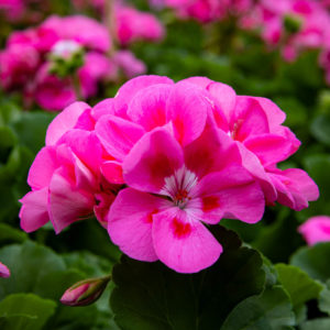 Pelargoni