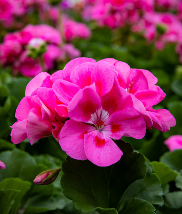 Pelargoni