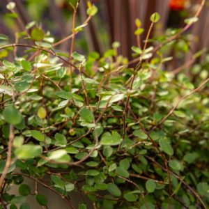 muehlenbeckia