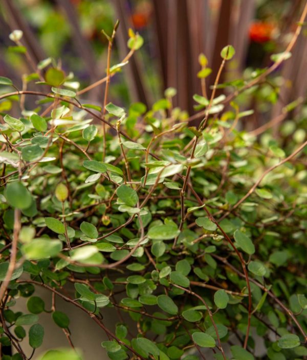 muehlenbeckia