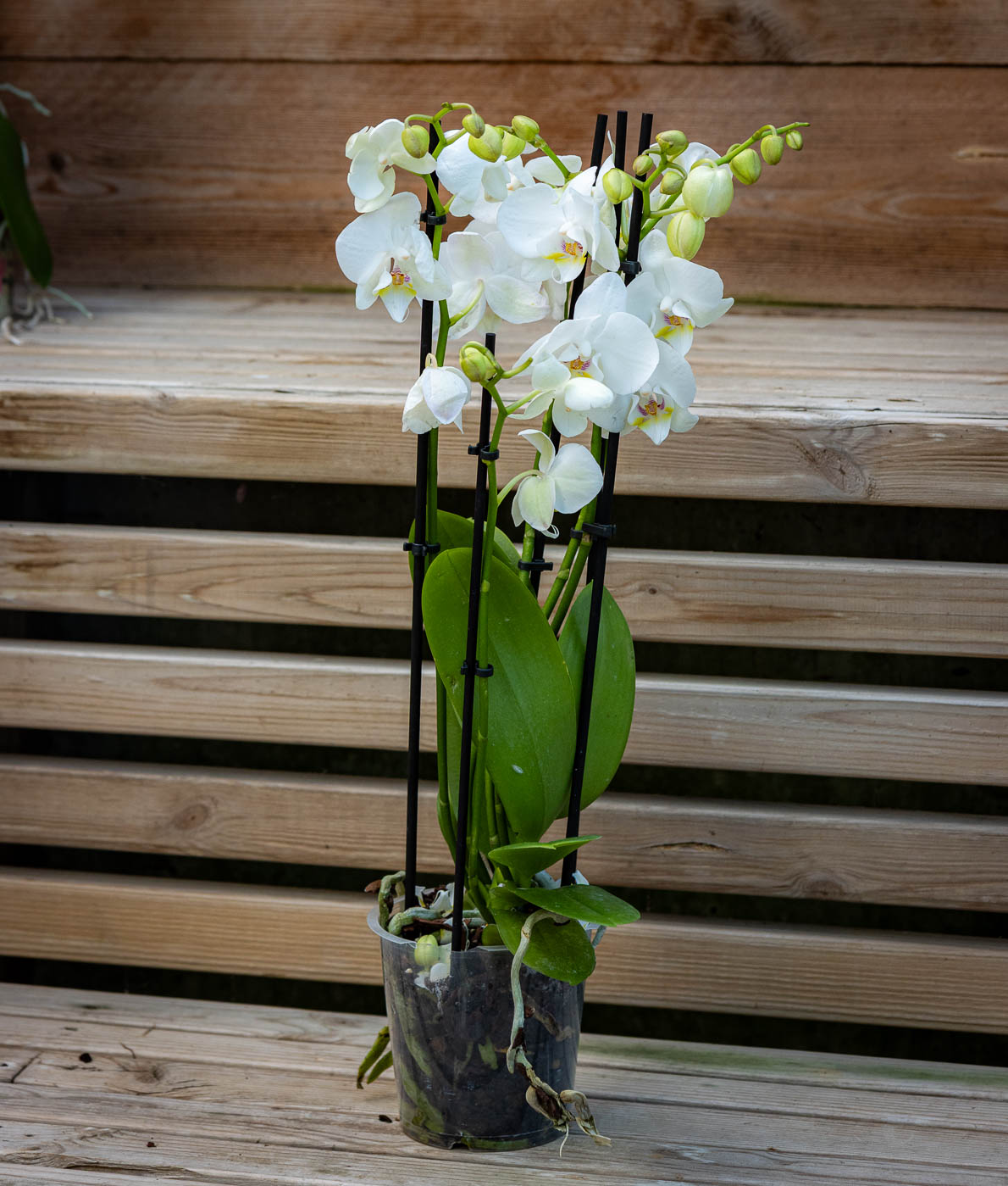 orkidea eli perhoskämmekkä