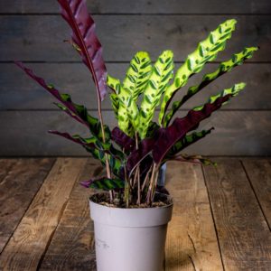 calathea