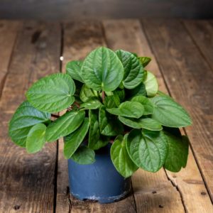 vihreä lehtinen muorinkukka