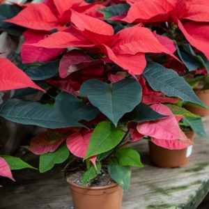 Alternative view of Joulutähti 1 Latvainen