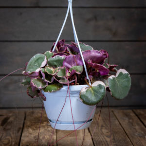 Aaroninparta Tricolor Ampelissa