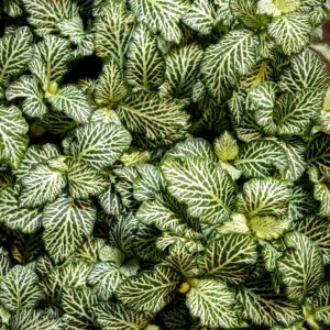 valkoinen pitsilehti fittonia