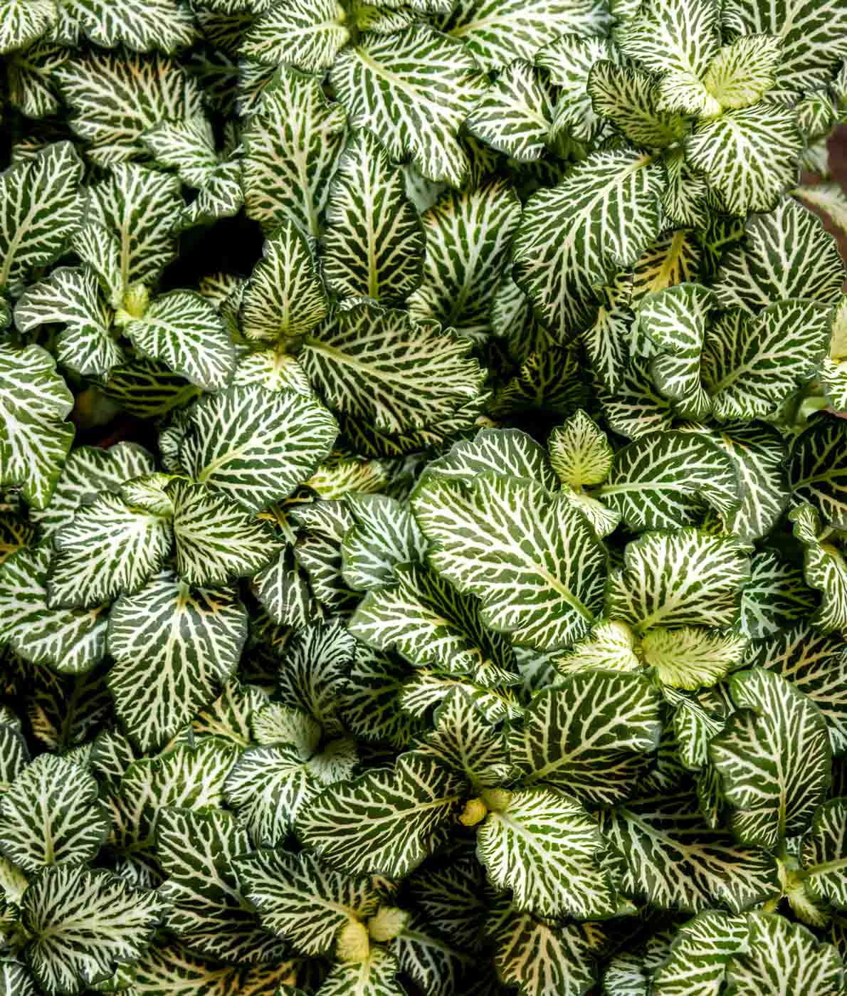 valkoinen pitsilehti fittonia