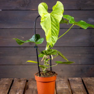 Suurilehtinen viherkasvi Flamingokukka Balaoanum istutettuna oranssiin ruukkuun ja tuettuna mustaan kiipeilytukeen.