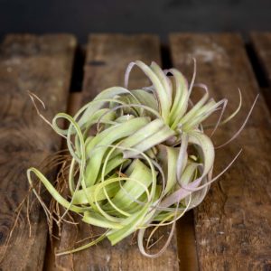 helppohoitoinen ilmakasvi