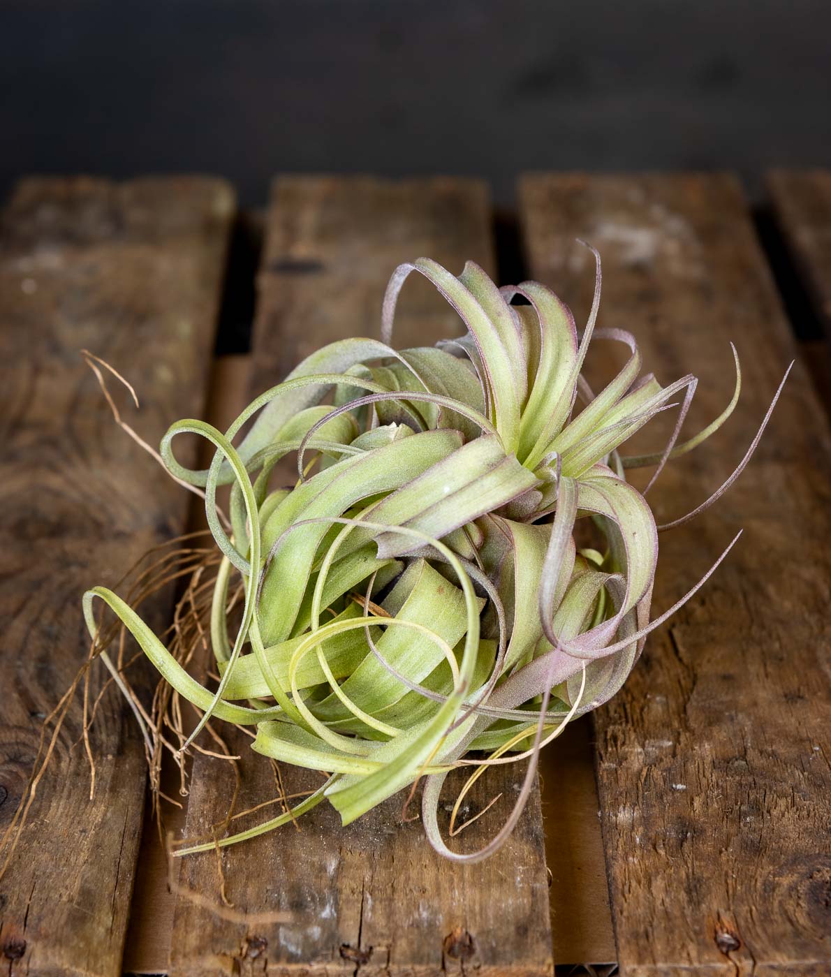 helppohoitoinen ilmakasvi