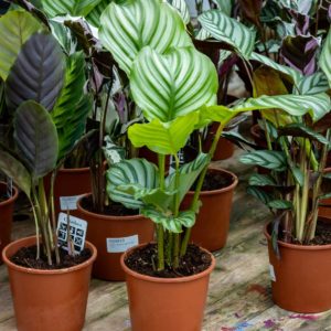 Maija / Matti Tarjous