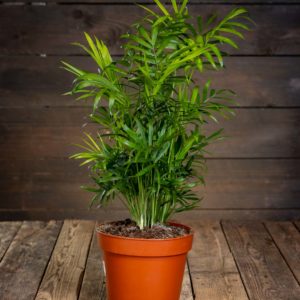 vihreä palmu ruukussa