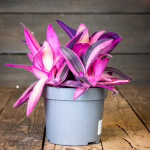 Pinkin ja liilan kirjavalehtinen Purppurajuoru Variegata harmaassa muoviruukussa tummaa puutaustaa vasten.