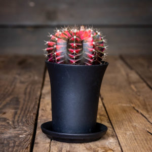 Vaaleanpunaisen ja tummanvihreän kirjava mansikkapallerokaktus mustassa muoviruukussa puisella pöydällä.