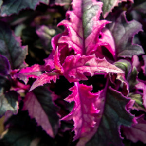 Samettilehti Variegata